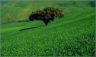 Campo di grano in primavera