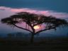 Tramonto nella savana africana