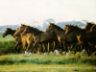 Cavalli horses photo