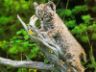 Foto lince rossa Bobcat photo