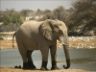 Photo elefante Elephant photo