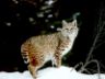 Foto lince Bobcat photo