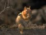 Foto scoiattolo Squirrel small bushy Tailed rodent photo