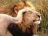 Foto leone Lion photo