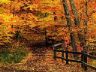 Foto foresta autunno Wallpaper nature