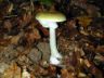 Foto amanita falloide phalloides