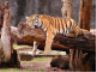 Tigre in relax