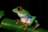 Agalychnis callidryas Raganella dagli occhi rossi Red eyed tree frog